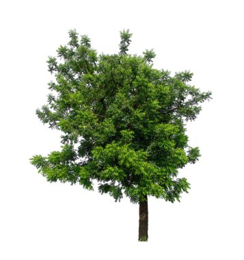 Beyaz arkaplanda izole edilmiş ağaçlar hem yazdırma hem de web sayfaları için uygundur