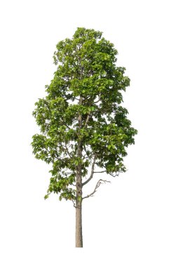 Beyaz arkaplanda izole edilmiş ağaçlar hem yazdırma hem de web sayfaları için uygundur