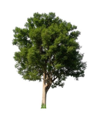 Beyaz arkaplanda izole edilmiş ağaçlar hem yazdırma hem de web sayfaları için uygundur