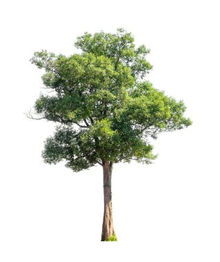 Beyaz arkaplanda izole edilmiş ağaçlar hem yazdırma hem de web sayfaları için uygundur