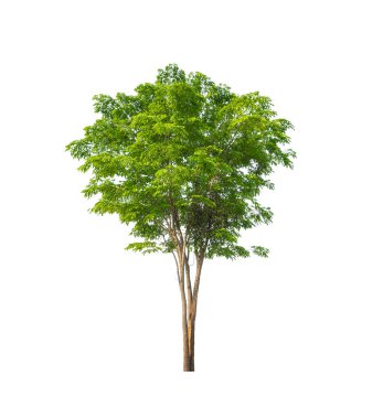 Beyaz arkaplanda izole edilmiş ağaçlar hem yazdırma hem de web sayfaları için uygundur