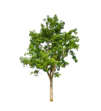 Beyaz arkaplanda izole edilmiş ağaçlar hem yazdırma hem de web sayfaları için uygundur