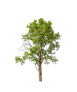 Beyaz arkaplanda izole edilmiş ağaçlar hem yazdırma hem de web sayfaları için uygundur