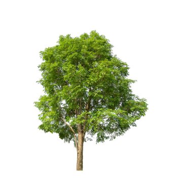 Beyaz arkaplanda izole edilmiş ağaçlar hem yazdırma hem de web sayfaları için uygundur