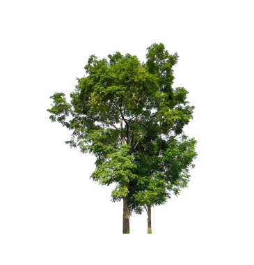 Beyaz arkaplanda izole edilmiş ağaçlar hem yazdırma hem de web sayfaları için uygundur