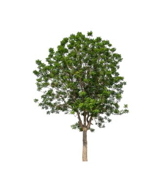 Beyaz arkaplanda izole edilmiş ağaçlar hem yazdırma hem de web sayfaları için uygundur