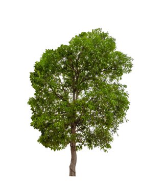 Beyaz arkaplanda izole edilmiş ağaçlar hem yazdırma hem de web sayfaları için uygundur