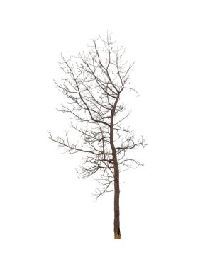 Beyaz arkaplanda izole edilmiş ağaçlar hem yazdırma hem de web sayfaları için uygundur