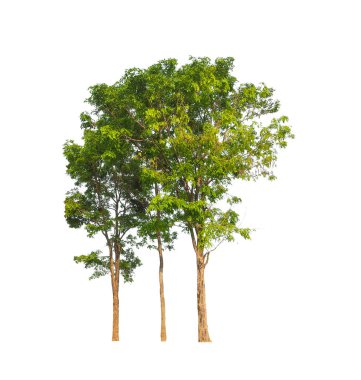 Beyaz arkaplanda izole edilmiş ağaçlar hem yazdırma hem de web sayfaları için uygundur