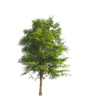 Beyaz arkaplanda izole edilmiş ağaçlar hem yazdırma hem de web sayfaları için uygundur