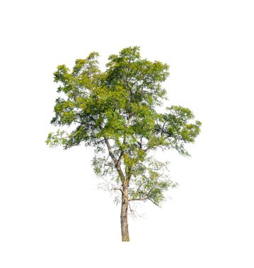 Beyaz arkaplanda izole edilmiş ağaçlar hem yazdırma hem de web sayfaları için uygundur