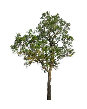 Beyaz arkaplanda izole edilmiş ağaçlar hem yazdırma hem de web sayfaları için uygundur