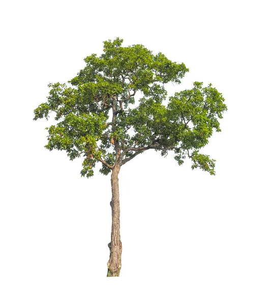 Bomen Die Geïsoleerd Zijn Een Witte Achtergrond Zijn Geschikt Voor — Stockfoto