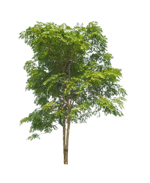 Bomen Die Geïsoleerd Zijn Een Witte Achtergrond Zijn Geschikt Voor — Stockfoto