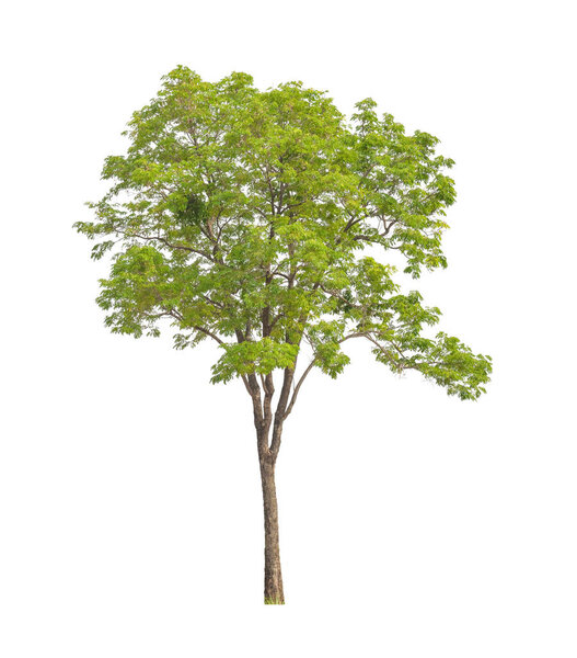 Trees that are isolated on a white background are suitable for both printing and web pages