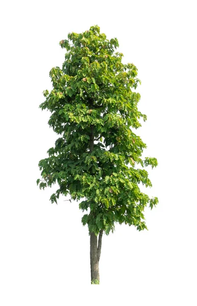 Bomen Die Geïsoleerd Zijn Een Witte Achtergrond Zijn Geschikt Voor — Stockfoto