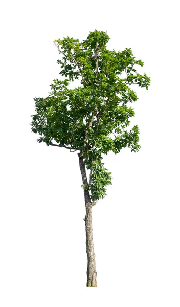 Bomen Die Geïsoleerd Zijn Een Witte Achtergrond Zijn Geschikt Voor — Stockfoto