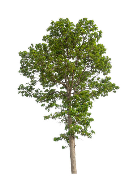 Trees that are isolated on a white background are suitable for both printing and web pages