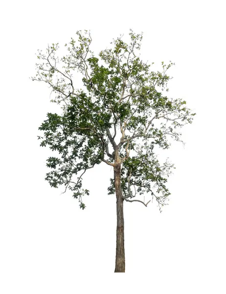 Gli Alberi Isolati Sfondo Bianco Sono Adatti Sia Stampa Che — Foto Stock