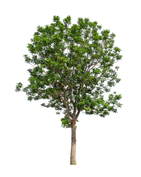 Bomen Die Geïsoleerd Zijn Een Witte Achtergrond Zijn Geschikt Voor — Stockfoto