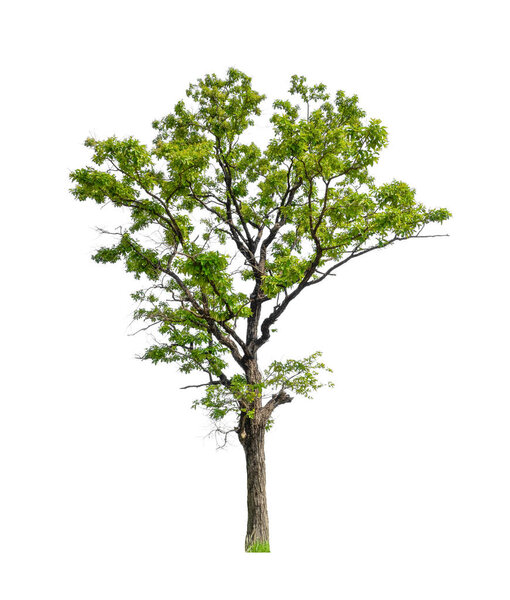 Trees that are isolated on a white background are suitable for both printing and web pages