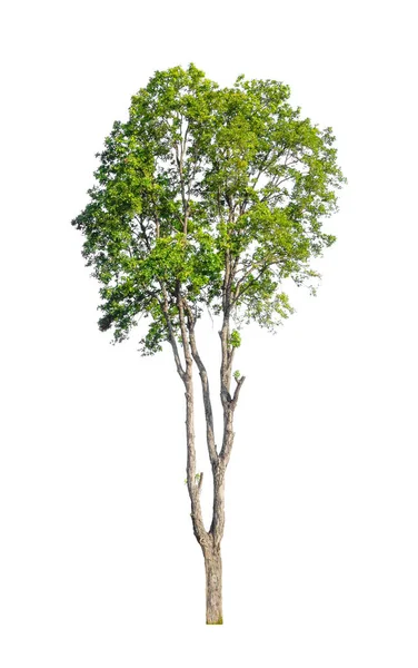 Bomen Die Geïsoleerd Zijn Een Witte Achtergrond Zijn Geschikt Voor — Stockfoto