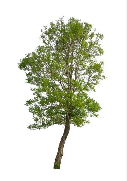 Bomen Die Geïsoleerd Zijn Een Witte Achtergrond Zijn Geschikt Voor — Stockfoto