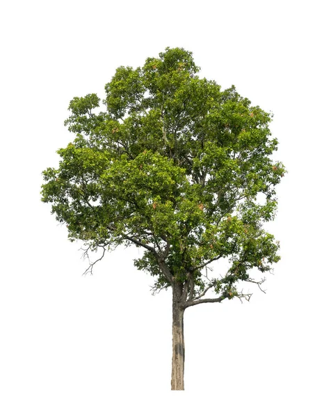 Bomen Die Geïsoleerd Zijn Een Witte Achtergrond Zijn Geschikt Voor — Stockfoto