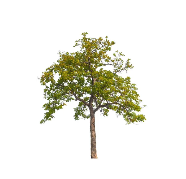 Bomen Die Geïsoleerd Zijn Een Witte Achtergrond Zijn Geschikt Voor — Stockfoto