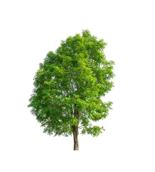 Bomen Die Geïsoleerd Zijn Een Witte Achtergrond Zijn Geschikt Voor — Stockfoto