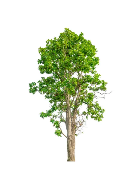 Bomen Die Geïsoleerd Zijn Een Witte Achtergrond Zijn Geschikt Voor — Stockfoto