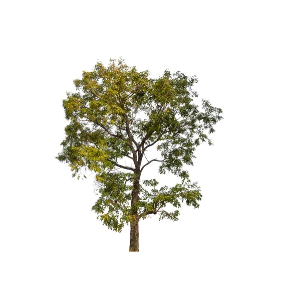 Bäume Die Auf Weißem Hintergrund Isoliert Sind Eignen Sich Sowohl — Stockfoto