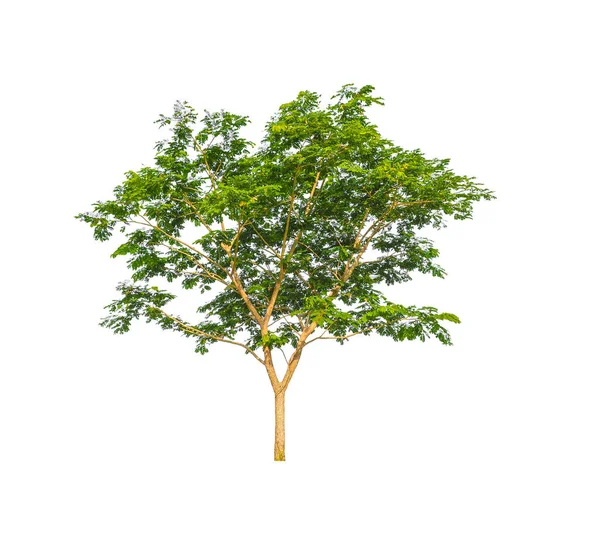 Bomen Die Geïsoleerd Zijn Een Witte Achtergrond Zijn Geschikt Voor — Stockfoto