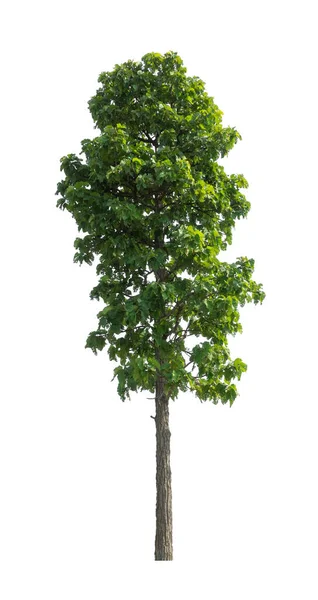 Bomen Die Geïsoleerd Zijn Een Witte Achtergrond Zijn Geschikt Voor — Stockfoto