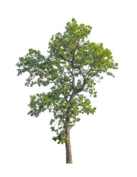 Árvores Que São Isoladas Fundo Branco São Adequadas Para Impressão — Fotografia de Stock