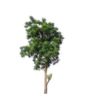 Beyaz arkaplanda izole edilmiş ağaçlar hem yazdırma hem de web sayfaları için uygundur