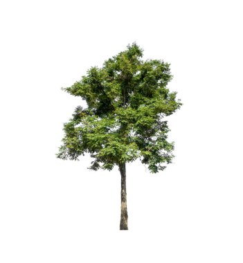 Beyaz arkaplanda izole edilmiş ağaçlar hem yazdırma hem de web sayfaları için uygundur