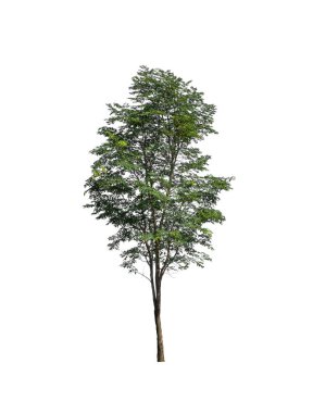 Beyaz arkaplanda izole edilmiş ağaçlar hem yazdırma hem de web sayfaları için uygundur