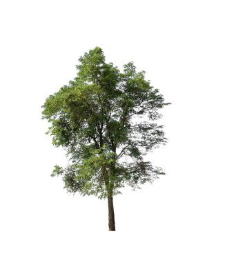 Beyaz arkaplanda izole edilmiş ağaçlar hem yazdırma hem de web sayfaları için uygundur