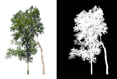 kırpma yolu ve alfa kanalı ile beyaz arkaplanda izole edilmiş ağaç