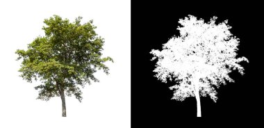 kırpma yolu ve alfa kanalı ile beyaz arkaplanda izole edilmiş ağaç