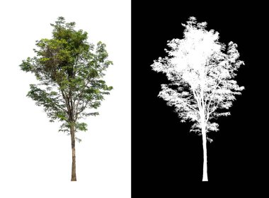 kırpma yolu ve alfa kanalı ile beyaz arkaplanda izole edilmiş ağaç