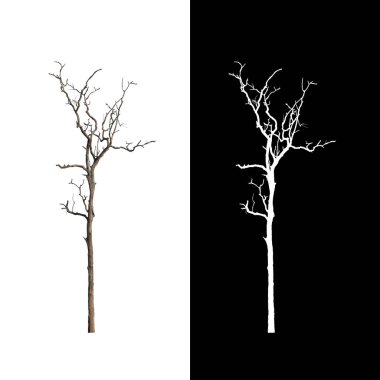 kırpma yolu ve alfa kanalı ile beyaz arkaplanda izole edilmiş ağaç