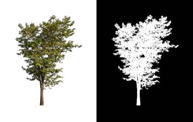 kırpma yolu ve alfa kanalı ile beyaz arkaplanda izole edilmiş ağaç