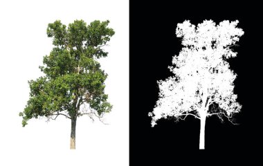 kırpma yolu ve alfa kanalı ile beyaz arkaplanda izole edilmiş ağaç