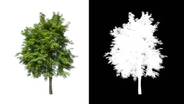 kırpma yolu ve alfa kanalı ile beyaz arkaplanda izole edilmiş ağaç