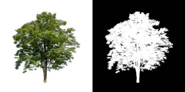 kırpma yolu ve alfa kanalı ile beyaz arkaplanda izole edilmiş ağaç
