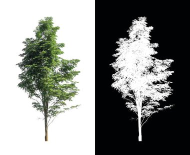 kırpma yolu ve alfa kanalı ile beyaz arkaplanda izole edilmiş ağaç