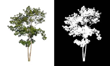 kırpma yolu ve alfa kanalı ile beyaz arkaplanda izole edilmiş ağaç