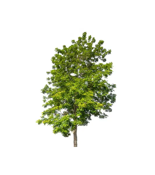 Bomen Die Geïsoleerd Zijn Een Witte Achtergrond Zijn Geschikt Voor — Stockfoto